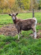 Toggenburger dek bok, Dieren en Toebehoren, Schapen, Geiten en Varkens, Mannelijk, Geit