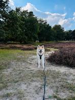 DAGOPPAS hond Akita, Ophalen