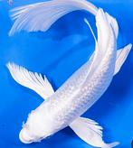 De echte JAPANSE platinum butterfly kois !!, Karper of Koi