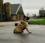 kangal reu ter overname, Dieren en Toebehoren, 6 jaar of ouder, Reu, Eén hond, Herder