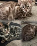 🐾 Raszuivere Bengaal/Bengaalse/Kitten/Kittens te Koop 🐾, Dieren en Toebehoren, Katten en Kittens | Raskatten | Korthaar, Poes