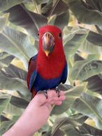 Jonge Baby Edelpapegaai | Handtam | Kleurrijk | Nieuwsgierig