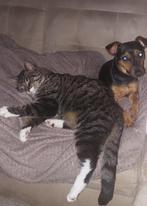 Jack Russel pup, Dieren en Toebehoren, Honden | Jack Russells en Terriërs, Rabiës (hondsdolheid), Reu, Eén hond, Nederland