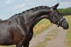 Bloedmooie 3,5 jarige merrie v. Blue hors zackerey, Dieren en Toebehoren, Merrie, Dressuurpaard, Zadelmak, 170 tot 175 cm
