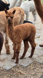 Alpaca veulen mag in december weg nu al te reserveren, Dieren en Toebehoren, Overige Dieren, Juni, Meerdere dieren