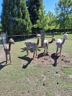 Mooie Alpaca's, Dieren en Toebehoren, Overige Dieren, Meerdere dieren