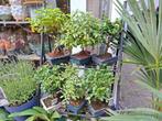 Bonsaiboompjes, Tuin en Terras, Overige soorten, Vaste plant, Ophalen of Verzenden, Halfschaduw