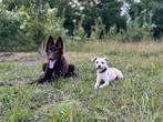 Honden oppas/uitlaatservice, Dieren en Toebehoren, Ophalen, Hond