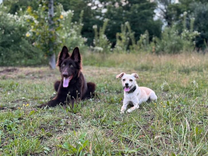 Honden oppas/uitlaatservice, Dieren en Toebehoren, Dierenvoeding, Hond, Ophalen