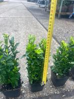 BUXUS VERVANGER Euonymus jap Green Spire, voor haagjes, Tuin en Terras, Ophalen, Overige soorten, Haag, Minder dan 100 cm