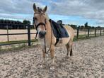 Lieve familiepaard - recreatie E pony, Dieren en Toebehoren, Paarden, Minder dan 160 cm, Gechipt, Ruin, L