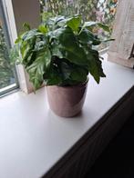 Kamerplant, Ophalen, Overige soorten, In pot