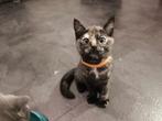Half Britse Korthaar kittens, Dieren en Toebehoren, Katten en Kittens | Overige Katten, Kortharig, 0 tot 2 jaar
