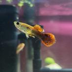 Mannetjes guppy, Vis, Zoetwatervis, Schoolvis