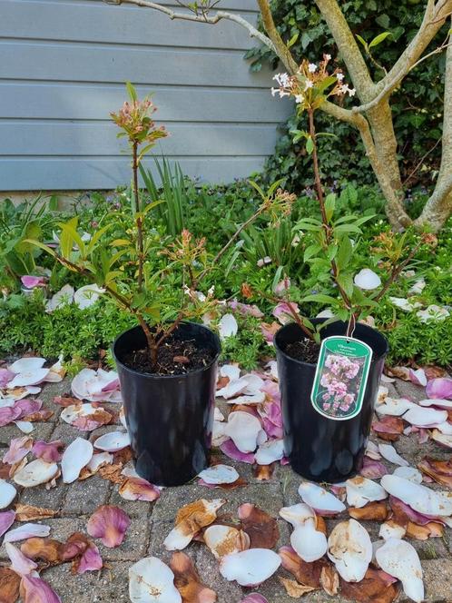 Mooie geurende roze wit winterbloeier geurende sneeuwbal, Tuin en Terras, Planten | Tuinplanten, Vaste plant, Overige soorten