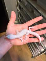 1.0 diablo blanco luipaardgekko, Dieren en Toebehoren, Hagedis, 0 tot 2 jaar