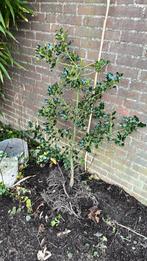 Hulst struik te koop, Ophalen, Hulst, Struik, 100 tot 250 cm