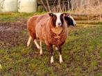 Te koop bonte schapen, Dieren en Toebehoren, Meerdere dieren, Schaap