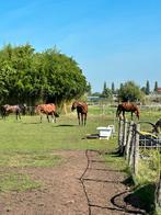 Gezocht: rijbak om te gebruiken, Dieren en Toebehoren, Stalling en Weidegang, 2 of 3 paarden of pony's