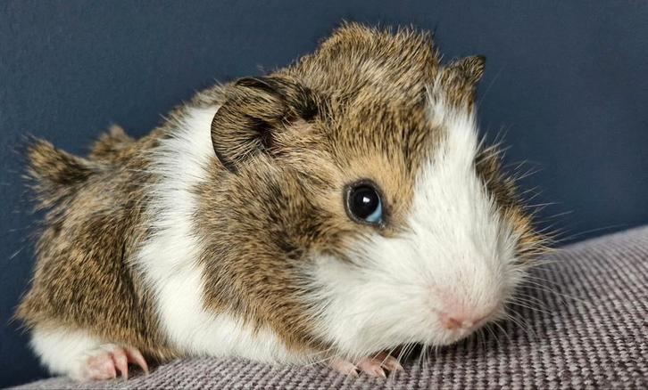 Baby cavia zeugje agouti/wit/buff met mooie borstels, Dieren en Toebehoren, Knaagdieren, Vrouwelijk, Cavia, December, Tam