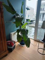 Strelitzia Nicolai - Paradijsvogelplant 2m + Pot, Huis en Inrichting, Kamerplanten, Ophalen, 200 cm of meer, Overige soorten, Halfschaduw