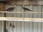 KweekKoppel Australische Kuifduiven, Dieren en Toebehoren