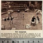 Circus 1925, fotograaf in leeuwenkooi van Circus Schuman, Verzamelen, Ophalen of Verzenden, Voor 1940, Gebruikt, Overige onderwerpen