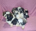 Shih Tzu, Parvo, Overige rassen, 8 tot 15 weken, Teef
