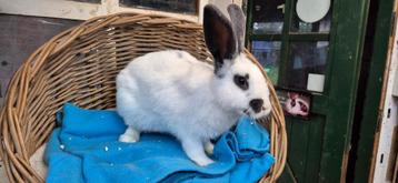 Gecastreerde ram TWIX Uit de opvang zoekt een tehuis! beschikbaar voor biedingen