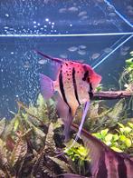 Rio Nanay 3 vissen F1, Dieren en Toebehoren