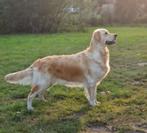 Nestaankondiging Golden Retriever pups! Reserveer nu, Dieren en Toebehoren, Golden retriever, 8 tot 15 weken, Geslacht onbekend