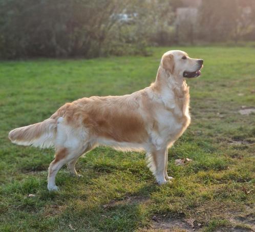 Nestaankondiging Golden Retriever pups! Reserveer nu, Dieren en Toebehoren, Honden | Retrievers, Spaniëls en Waterhonden, Geslacht onbekend
