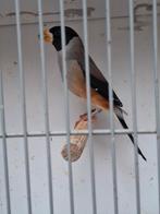 Chinese appelvink man., Dieren en Toebehoren, Mannelijk, Zangkanarie