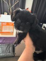 Boomer Shih tzu maltezer te koop 9 weken reu, Dieren en Toebehoren, Reu, CDV (hondenziekte), 8 tot 15 weken, Eén hond