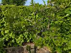kuipplanten potplanten serre planten, Volle zon, Vaste plant, Bloeit niet, Ophalen