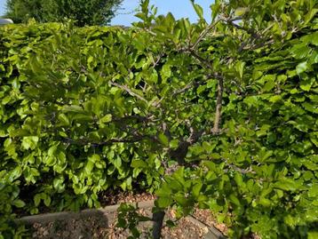 kuipplanten potplanten serre planten  beschikbaar voor biedingen