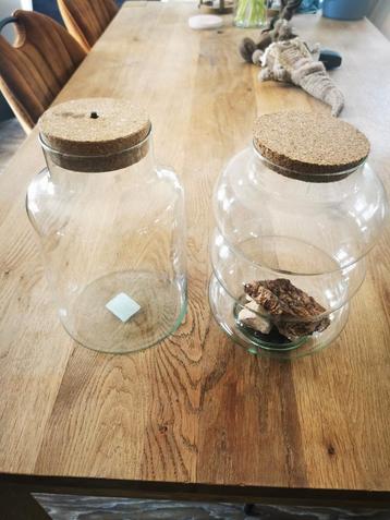 2 Planten Terrariums Glas met Kurk beschikbaar voor biedingen