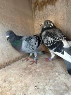 Koppel postduiven, Dieren en Toebehoren, Vogels | Duiven