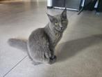 Lieve Maine coon poes zonder stamboom, Dieren en Toebehoren, Katten en Kittens | Raskatten | Langhaar, Poes, Gechipt, 0 tot 2 jaar