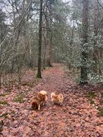 Gezocht: hondenoppas, Dieren en Toebehoren, Ophalen of Verzenden