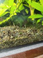 Wildkleur garnalen, Kreeft, Krab of Garnaal, Zoetwatervis