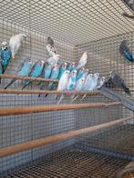 Diverse soorten vogels bij vogelhandel Tuinstra., Dieren en Toebehoren, Vogels | Parkieten en Papegaaien, Meerdere dieren, Parkiet