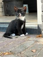 Europese korthaar/ ragdoll, Meerdere dieren, Ontwormd, 0 tot 2 jaar
