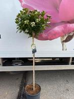 Viburnum tinus (sneeuwbal), Halfschaduw, Overige soorten, 100 tot 250 cm, Ophalen