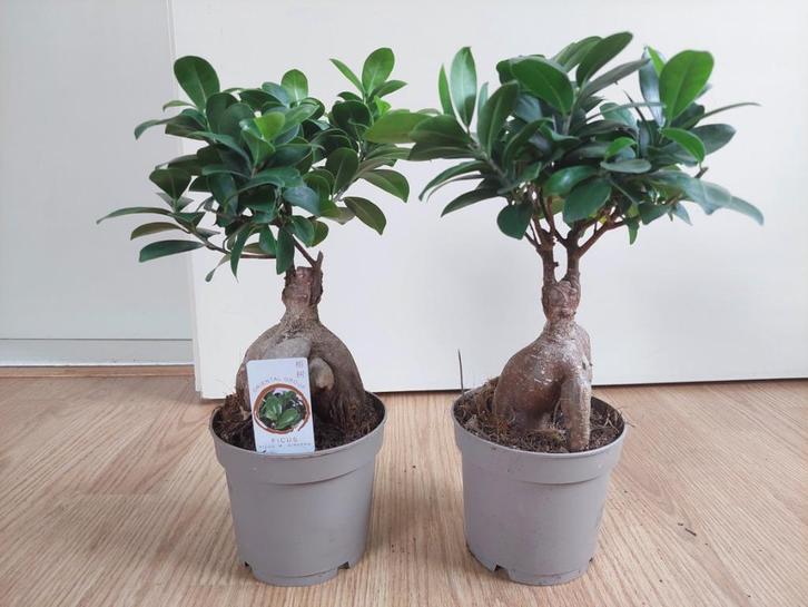Ficus Microcarpa Ginseng - Chinese Banyan/Gordijnvijg/Bonsai, Huis en Inrichting, Kamerplanten, Bonsai, Minder dan 100 cm, Groene kamerplant