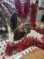 7 prachtige pups, Dieren en Toebehoren, 8 tot 15 weken, Meerdere, Meerdere dieren, Nederland