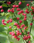 Kardinaalsmuts., Ophalen of Verzenden, Volle zon