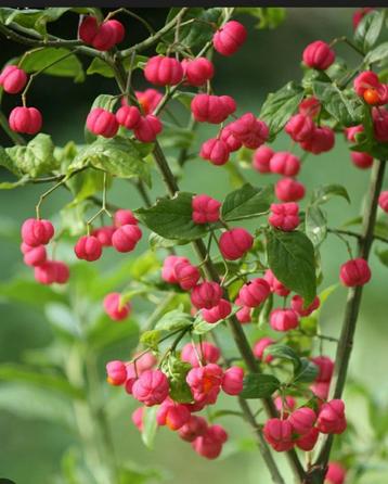 Kardinaalsmuts. beschikbaar voor biedingen