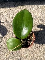Hoya sp. Gayo clone 10, Ophalen, Overige soorten, Halfschaduw, Minder dan 100 cm