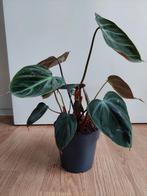 Philodendron Gloriosum H: 38 cm. - Philodendron, Ophalen, Overige soorten, Halfschaduw, Minder dan 100 cm